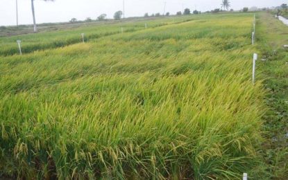 Second crop of paddy prices up to $3,300 per bag – GRDB