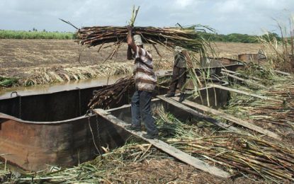 Sugar sliding to worst performance in years as workers stay away