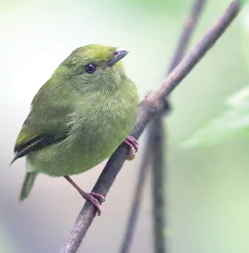 Manakins - Kaieteur News