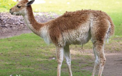 Vicuña (Vicugna vicugna)