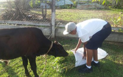 Cow starving in custody months after traffic accident