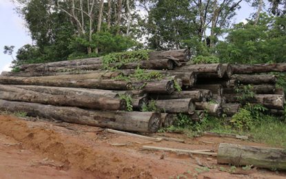 Forestry sector suffers hard blow to overall export value – GFC