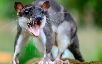 Interesting Creatures… Water opossum [Chironectes minimus]