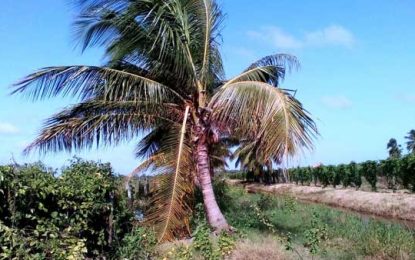 One arrested for allegedly poisoning coconut trees at Hope Estate