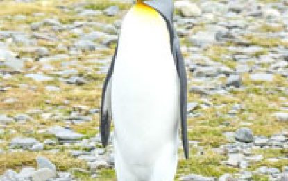 Interesting Creatures… King Penguin [Aptenodytes patagonicus]