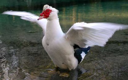 Muscovy duck (Cairina moschata)