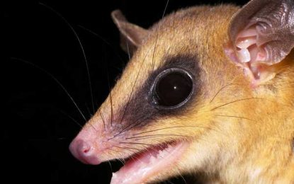 Interesting Creatures… Robinson’s mouse opossum (Marmosa robinsoni)