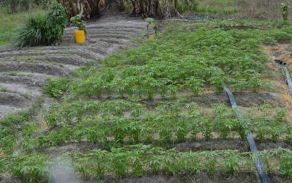 300,000 marijuana plants; 150,000 kilos destroyed in Berbice raid