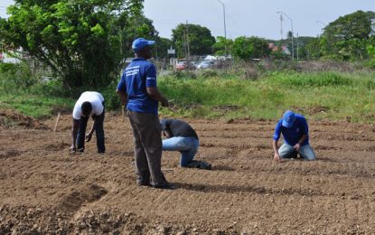 Guyana researches viability in onion production