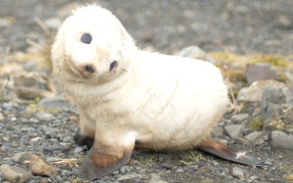 Antarctic fur seal (Arctocephalus gazella)