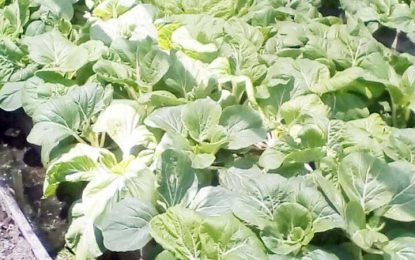 Supernaam farmer benefits from NAREI shade house experiment