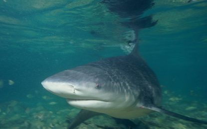 Interesting Creatures… The Bull Shark [Carcharhinus leucas]