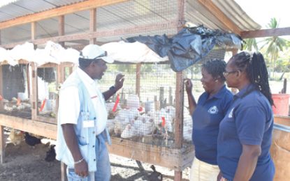 With help from Small Business Bureau… Women’s Community Policing Group embark on poultry rearing projects