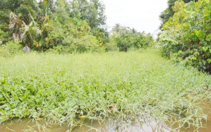 Residents bemoan condition of main access canal in Pomeroon River