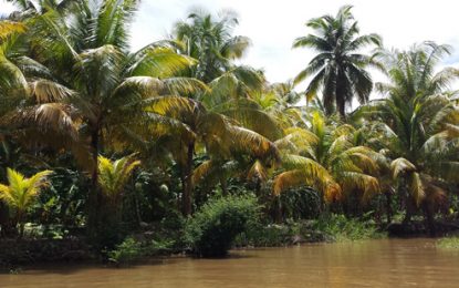 Pomeroon coconut industry plummets, exports decrease