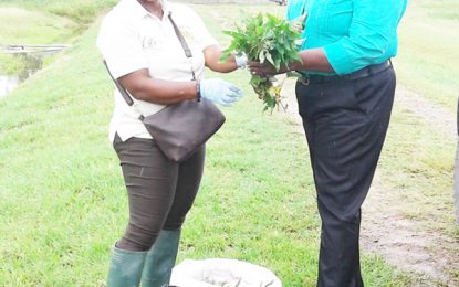 NAREI donates sweet potato slips to GPS