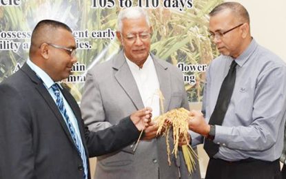 Bountiful rice crops expected from new paddy variety