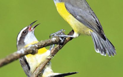 Bananaquit (Coereba flaveola)