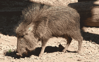 Interesting Creatures… Chacoan Peccary (Catagonus wagneri)