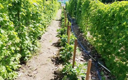 Intercropping technique boosts crop production