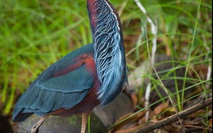 Interesting Creatures… Agami heron (Agamia agami)