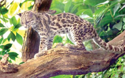 Margay (Leopardus wiedii)