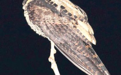 Nightjar