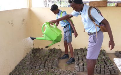 Students to help plant 15,000 mangrove seedlings along Essequibo foreshore