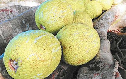 Guyana looks to ramp up breadfruit cultivation