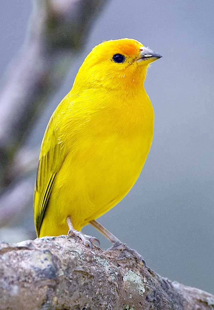 Saffron finch (Sicalis flaveola) - Kaieteur News