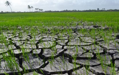 Guyana braces for dry period; farmers ordered to conserve