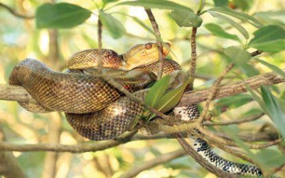 Corallus hortulanus (from the Boa Species)