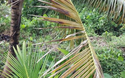 Red palm mite infestation puts huge bite in Pomeroon coconut production