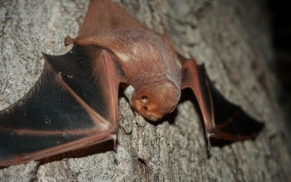 Interesting Creature… Desert red bat