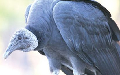 Black Vulture