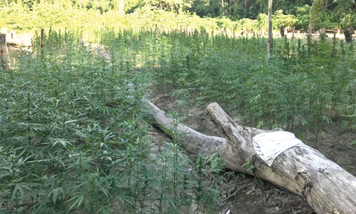 Shots Fired At Cops During Ganja Farm Raid Kaieteur News - 