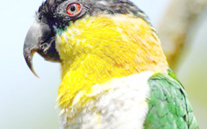 The Caique