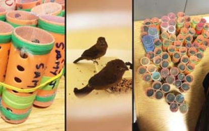 Guyanese arrested for live birds in hair rollers at JFK