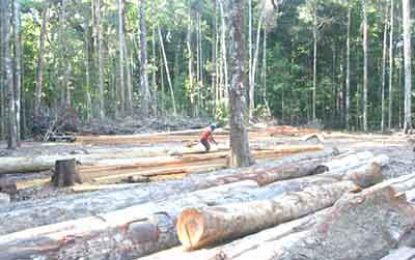 Non-implementation of new system sees spillage in revenue projections for forestry sector – report