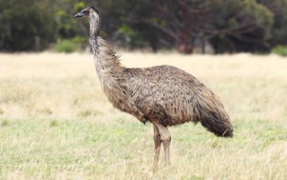 The Emu (Dromaius novaehollandiae)