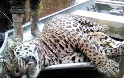 Anger over killing of adult jaguar