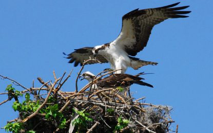 The Osprey [Pandion haliaetus]