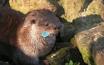 Neotropical otter (Lontra longicaudis)