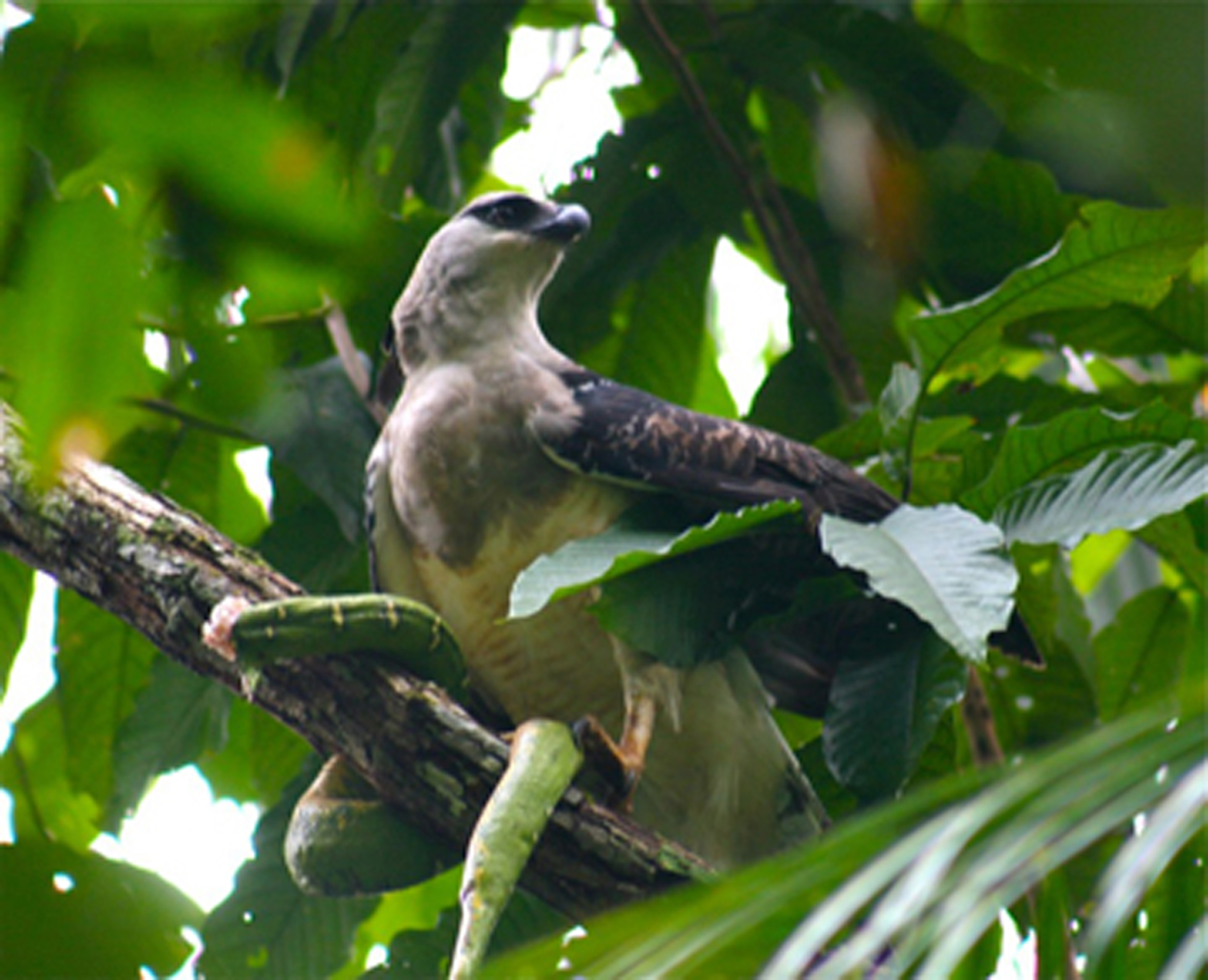 The Crested Eagle (Morphnus guianensis) - Kaieteur News