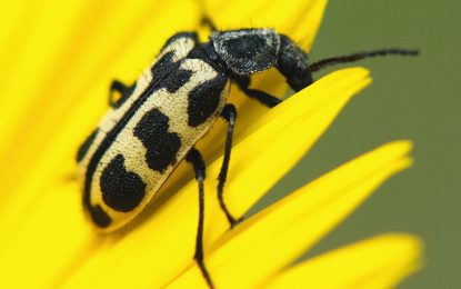 Interesting Creatures…Spotted Maize Beetle/Pollen Beetle (Astylus atromaculatus)