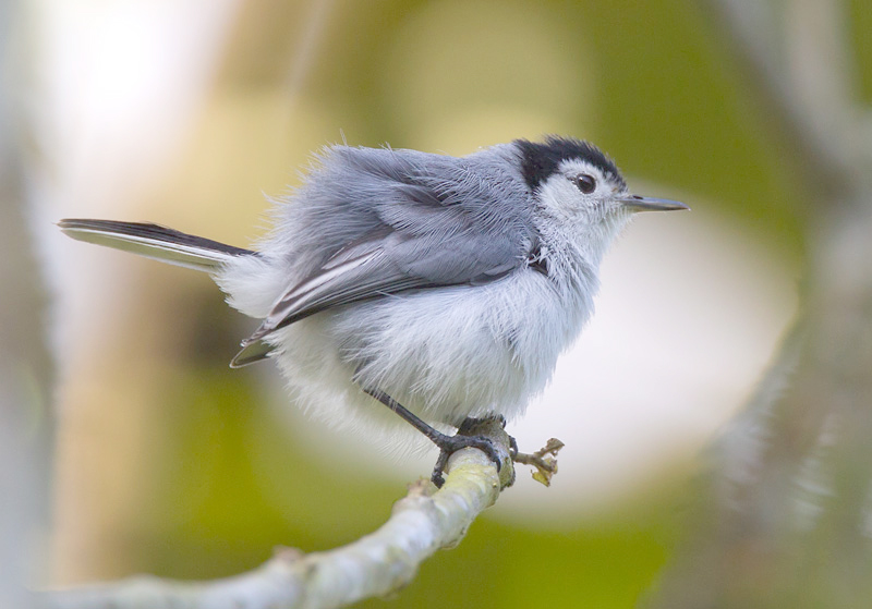 Black-capped gnatcatcher - Wikipedia