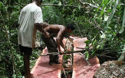 Region 10 tops in log production – Forestry Commission targets 10% increase this year