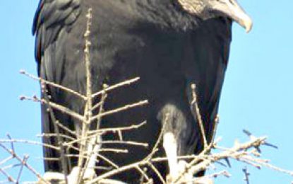 The Black Vulture (Coragyps atratus)