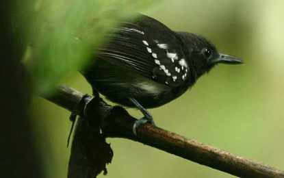 White-flanked Antwren (Myrmotherula axillaris)