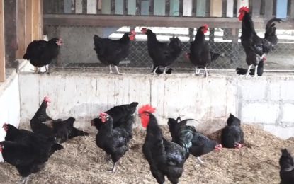 20,000 Black Giant chicks distributed so far for 2019